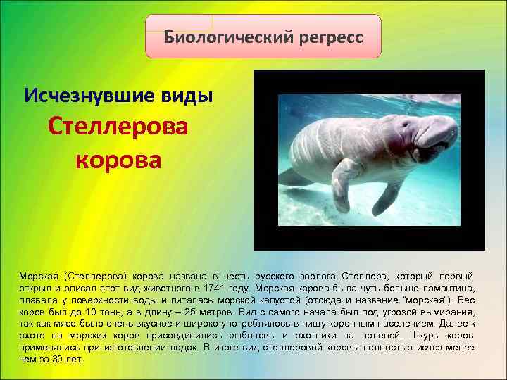      Биологический регресс  Исчезнувшие виды  Стеллерова 