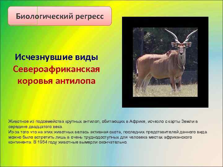   Биологический регресс Исчезнувшие виды  Североафриканская коровья антилопа  Животное из подсемейства