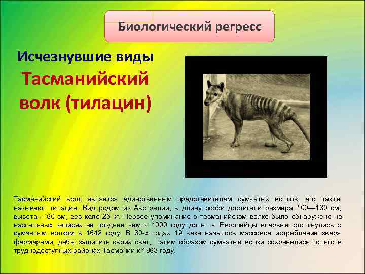        Биологический регресс  Исчезнувшие виды Тасманийский 
