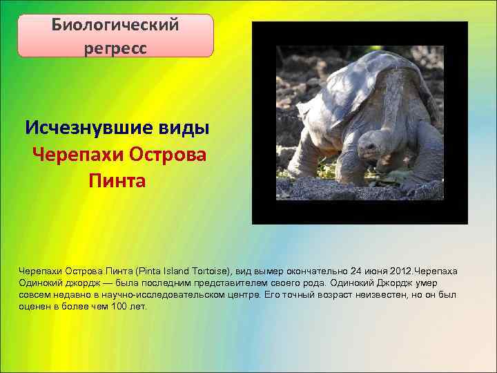 Биологический  регресс Исчезнувшие виды  Черепахи Острова   Пинта  Черепахи
