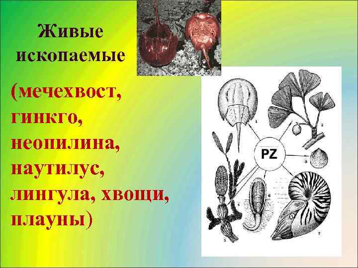  Живые ископаемые (мечехвост, гинкго, неопилина, наутилус, лингула, хвощи, плауны) 