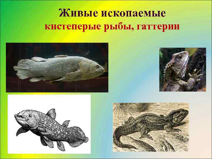  Живые ископаемые кистеперые рыбы, гаттерии 