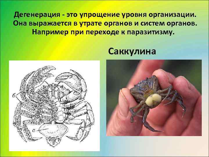 Дегенерация - это упрощение уровня организации. Она выражается в утрате органов и систем органов.