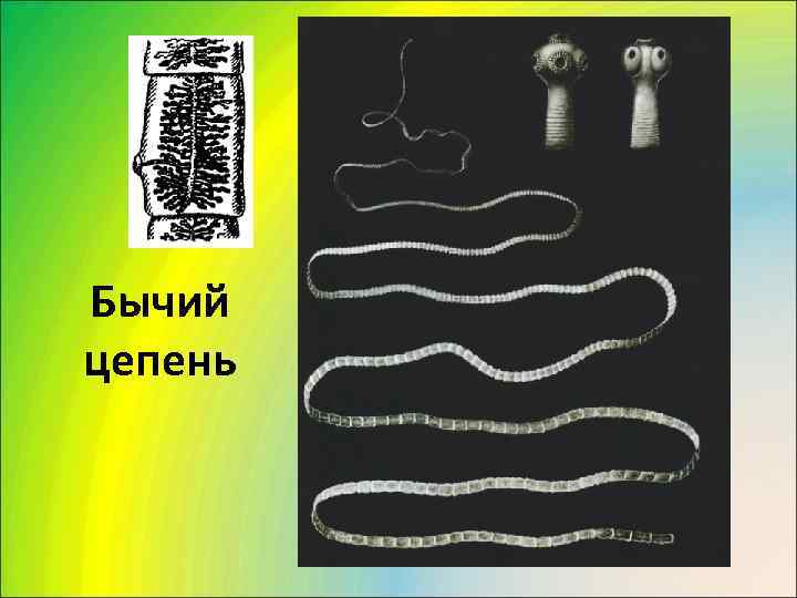 Бычий цепень 