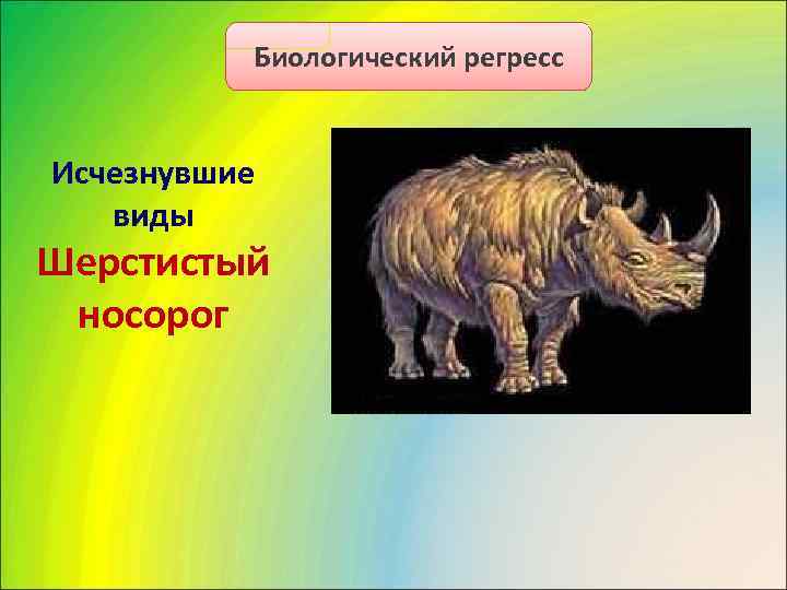   Биологический регресс  Исчезнувшие виды Шерстистый  носорог 