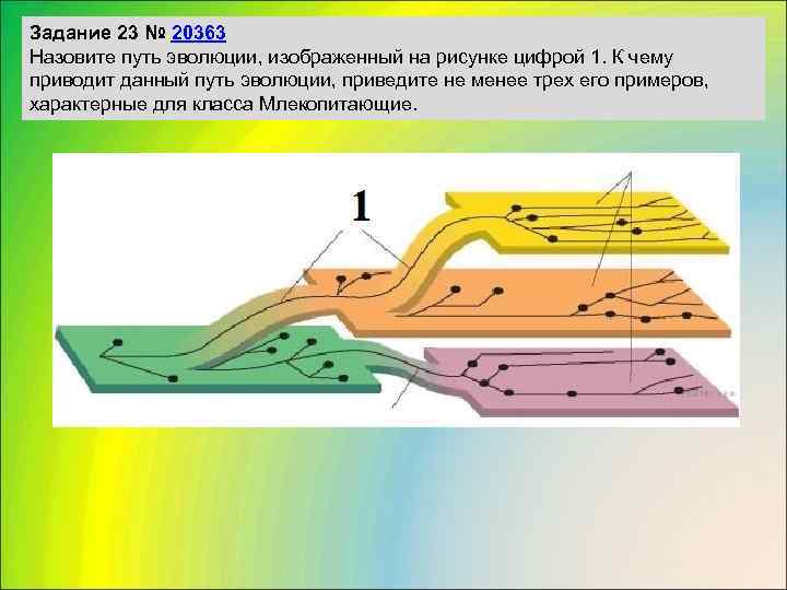 Задание 23 № 20363 Назовите путь эволюции, изображенный на рисунке цифрой 1. К чему