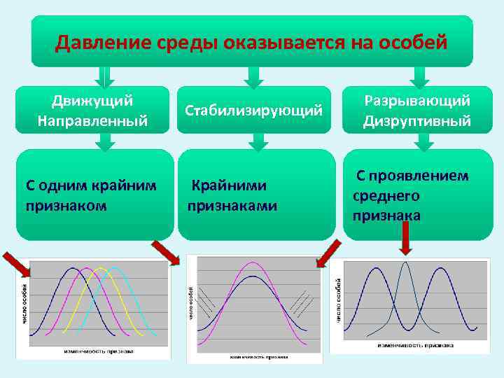  Давление среды оказывается на особей  Движущий     Разрывающий