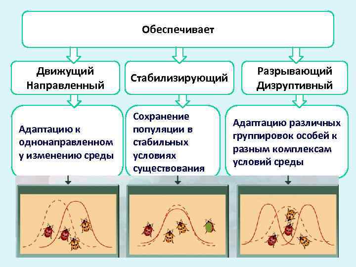      Обеспечивает Движущий       Разрывающий