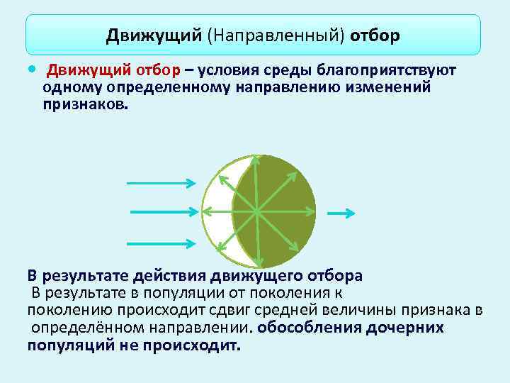    Движущий (Направленный) отбор  Движущий отбор – условия среды благоприятствуют 
