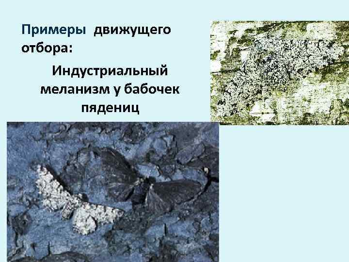 Примеры движущего отбора: Индустриальный меланизм у бабочек   пядениц 