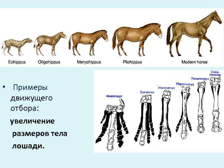   •  Примеры  движущего отбора: увеличение  размеров тела  лошади.