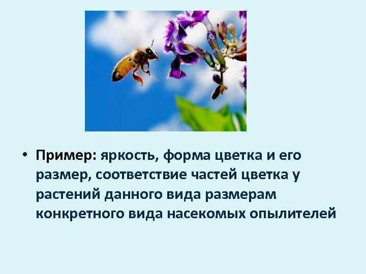  • Пример: яркость, форма цветка и его  размер, соответствие частей цветка у