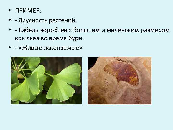  • ПРИМЕР:  • - Ярусность растений.  • - Гибель воробьёв с