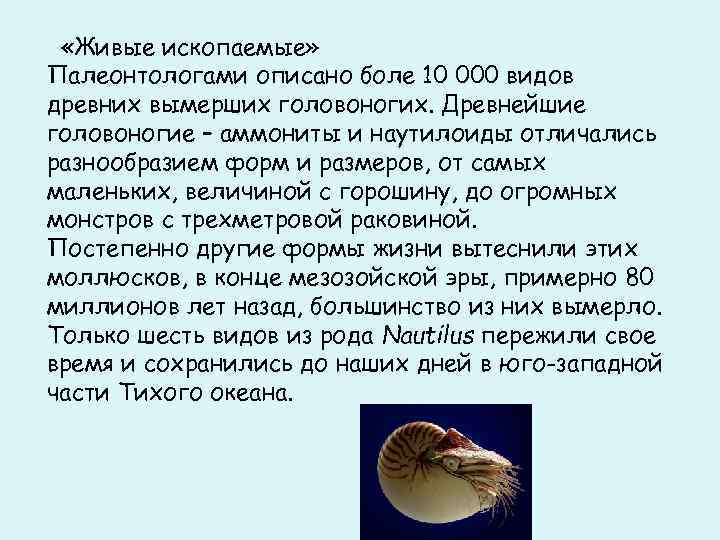   «Живые ископаемые» Палеонтологами описано боле 10 000 видов древних вымерших головоногих. Древнейшие