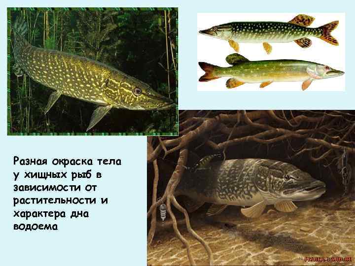 Разная окраска тела у хищных рыб в зависимости от растительности и характера дна водоема