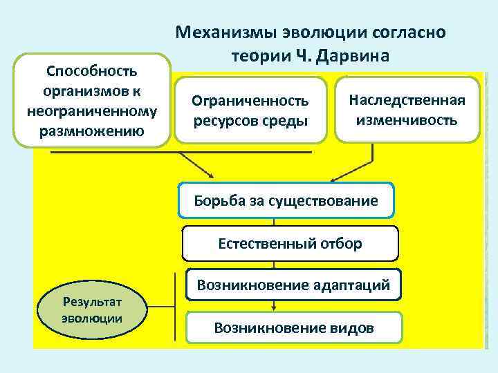     Механизмы эволюции согласно      теории Ч.