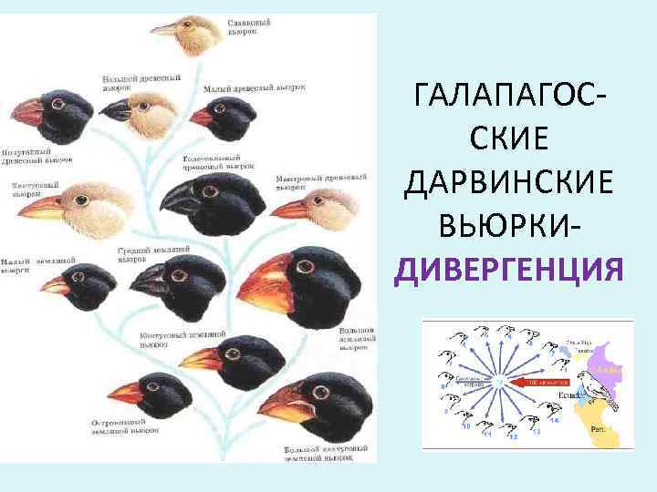  ГАЛАПАГОС- СКИЕ ДАРВИНСКИЕ  ВЬЮРКИ- ДИВЕРГЕНЦИЯ 