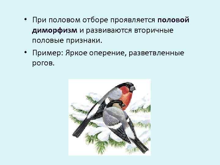  • При половом отборе проявляется половой  диморфизм и развиваются вторичные  половые