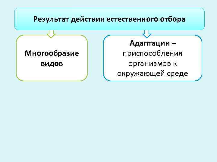  Результат действия естественного отбора      Адаптации – Многообразие 