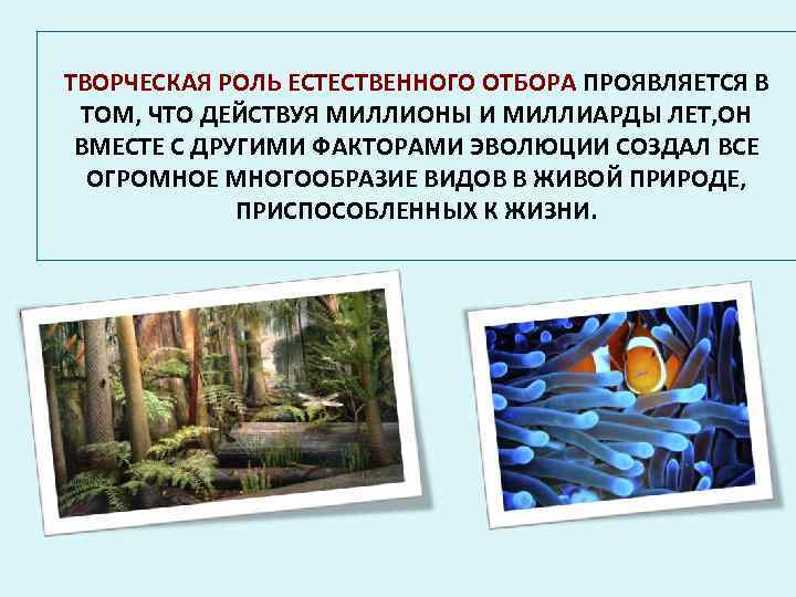 ТВОРЧЕСКАЯ РОЛЬ ЕСТЕСТВЕННОГО ОТБОРА ПРОЯВЛЯЕТСЯ В  ТОМ, ЧТО ДЕЙСТВУЯ МИЛЛИОНЫ И МИЛЛИАРДЫ ЛЕТ,