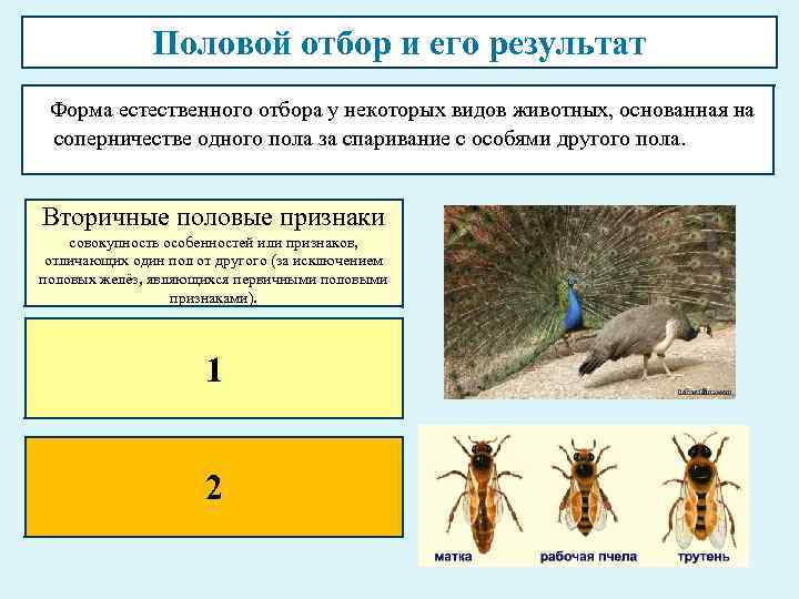    Половой отбор и его результат  Форма естественного отбора у