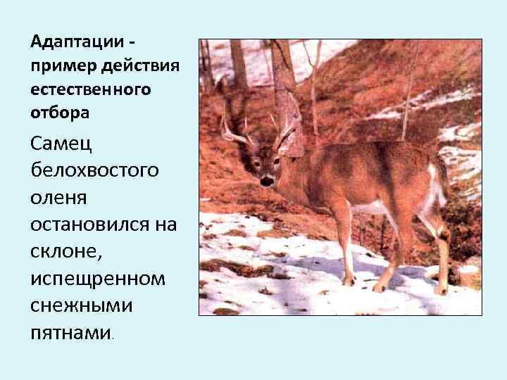 Адаптации - пример действия естественного отбора Самец белохвостого оленя остановился на склоне,  испещренном