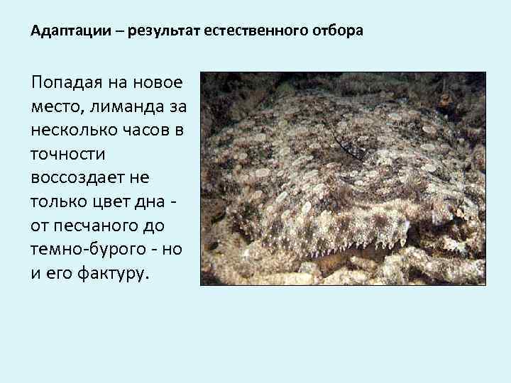 Адаптации – результат естественного отбора  Попадая на новое место, лиманда за несколько часов
