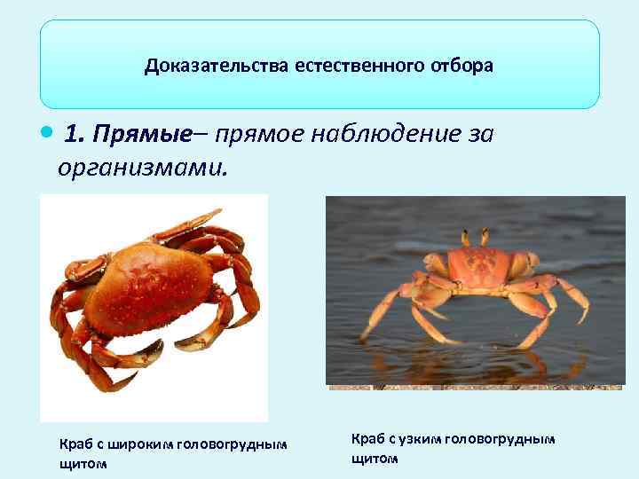   Доказательства естественного отбора    отбора. 1. Прямые– прямое наблюдение за
