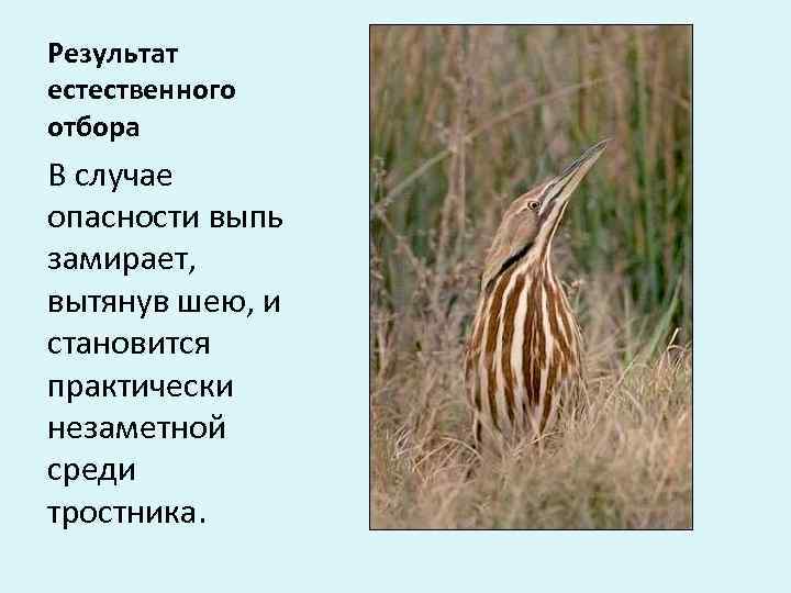 Результат естественного отбора В случае опасности выпь замирает,  вытянув шею, и становится практически