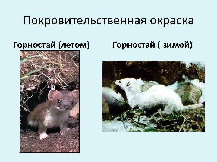  Покровительственная окраска Горностай (летом)  Горностай ( зимой) 