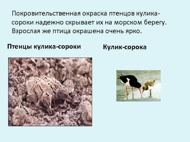  Покровительственная окраска птенцов кулика- сороки надежно скрывает их на морском берегу.  Взрослая