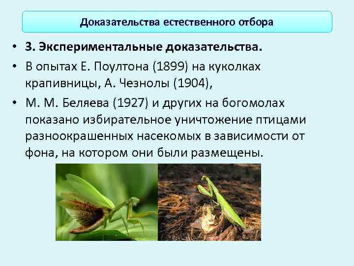  Доказательства естественного отбора  • 3. Экспериментальные доказательства.  • В опытах Е.