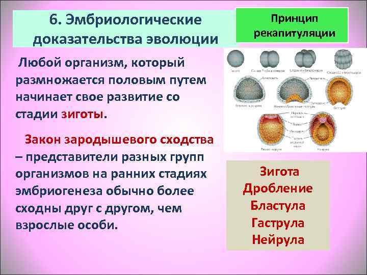   6. Эмбриологические  Принцип      рекапитуляции  доказательства