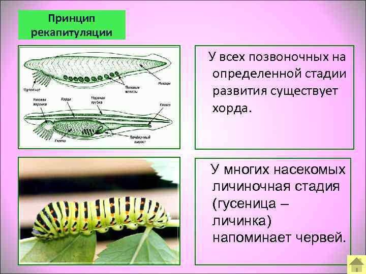   Принцип рекапитуляции     У всех позвоночных на  