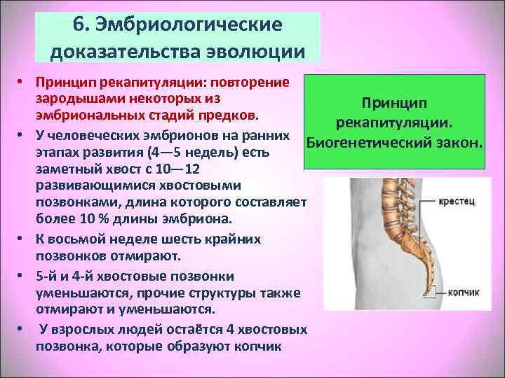 Эмбриологические доказательства эволюции. Эмбриологические доказательства принцип рекапитуляции. 2.Эмбриологические доказательства эволюции.. 6.Эмбриологические доказательства эволюции.