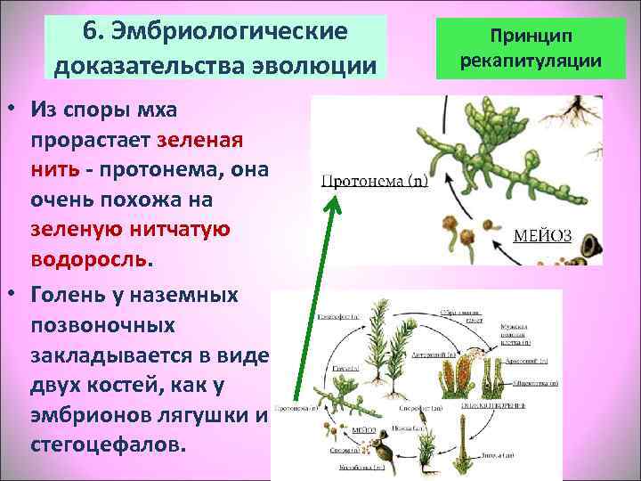  6. Эмбриологические  Принцип доказательства эволюции  рекапитуляции  • Из споры мха