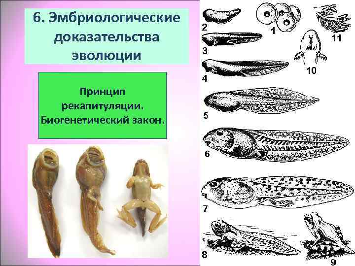 6. Эмбриологические доказательства  эволюции  Принцип рекапитуляции. Биогенетический закон. 