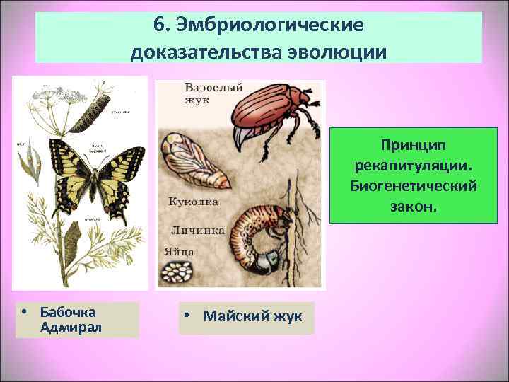     6. Эмбриологические    доказательства эволюции   