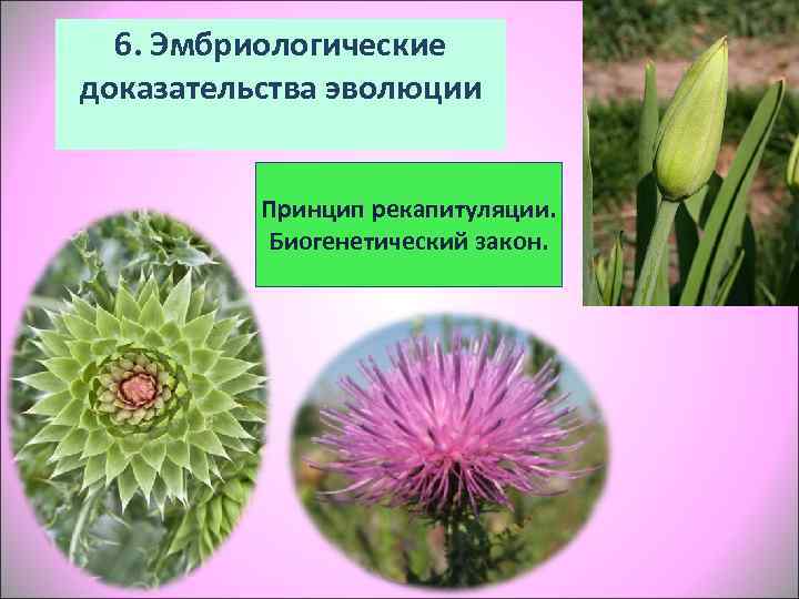  6. Эмбриологические доказательства эволюции   Принцип рекапитуляции.  Биогенетический закон. 