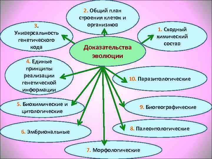     2. Общий план    строения клеток и 