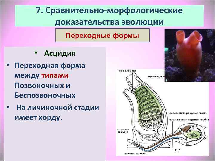   7. Сравнительно-морфологические   доказательства эволюции    Переходные формы 