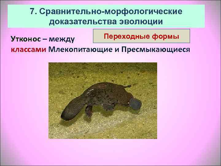   7. Сравнительно-морфологические   доказательства эволюции Утконос – между Переходные формы классами