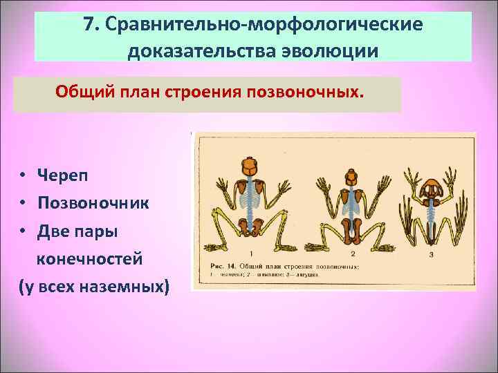   7. Сравнительно-морфологические   доказательства эволюции Общий план строения позвоночных. • Череп