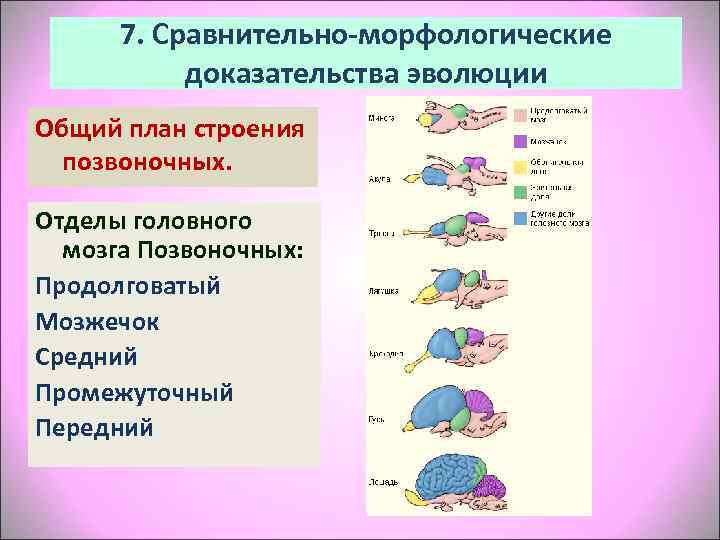  7. Сравнительно-морфологические  доказательства эволюции Общий план строения  позвоночных.  Отделы головного
