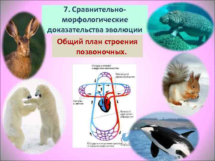   7. Сравнительно-  морфологические доказательства эволюции  Общий план строения  