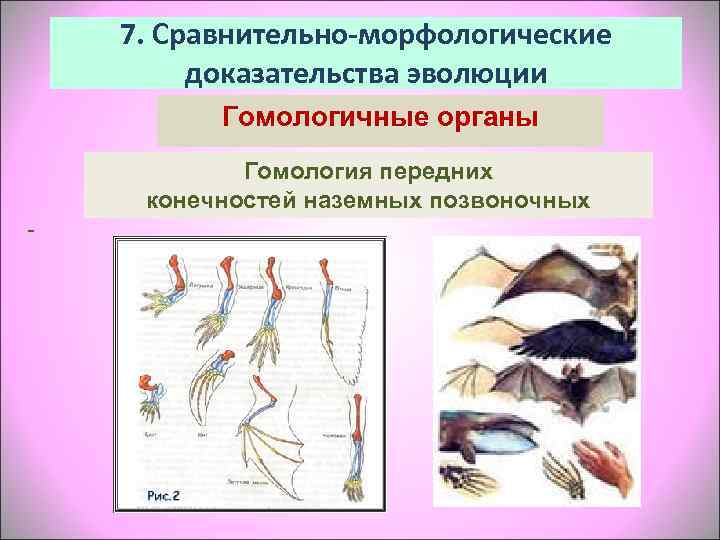   7. Сравнительно-морфологические   доказательства эволюции   Гомологичные органы  