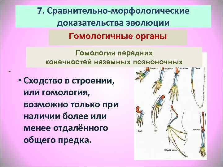   7. Сравнительно-морфологические   доказательства эволюции    Гомологичные органы 