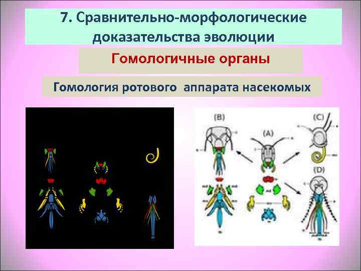  7. Сравнительно-морфологические  доказательства эволюции   Гомологичные органы Гомология ротового аппарата насекомых