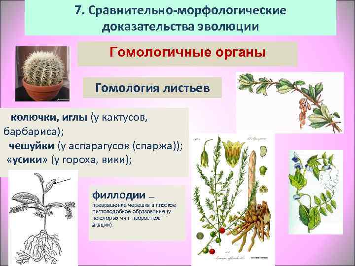    7. Сравнительно-морфологические    доказательства эволюции    Гомологичные