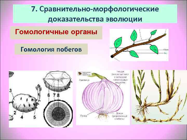   7. Сравнительно-морфологические   доказательства эволюции Гомологичные органы  Гомология побегов 